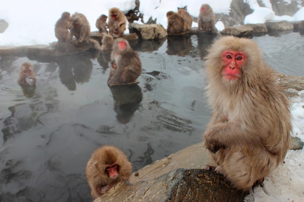 Même les singes des neiges connaissent les propriétés des thermes